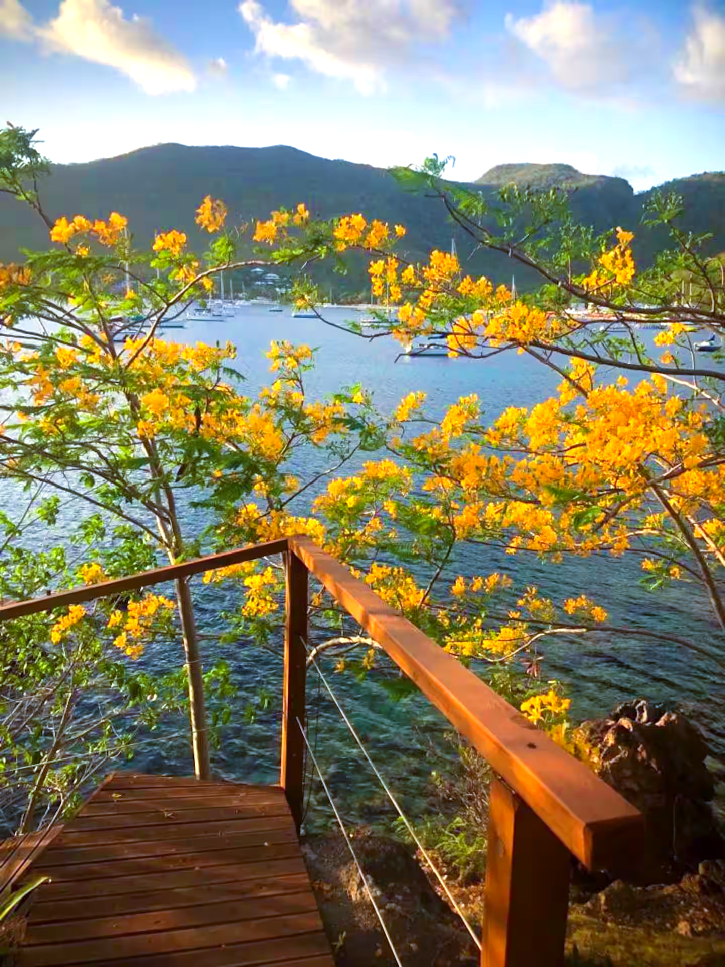 FLAMBOYANT JAUNE BORAKAYE